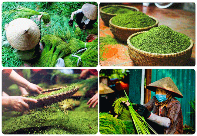 Green Rice – The most precious gift of Hanoi Autumn